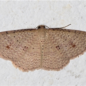 Epicyme rubropunctaria at Melba, ACT - 24 Sep 2024