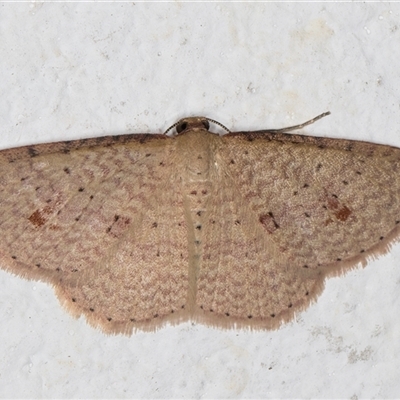 Epicyme rubropunctaria (Red-spotted Delicate) at Melba, ACT - 24 Sep 2024 by kasiaaus