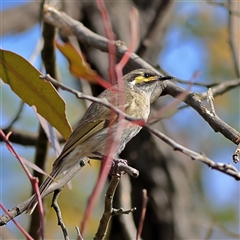 Caligavis chrysops (Yellow-faced Honeyeater) at Forde, ACT - 24 Sep 2024 by MichaelWenke