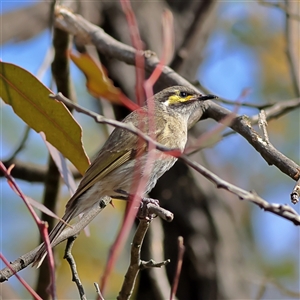 Caligavis chrysops at Forde, ACT - 24 Sep 2024