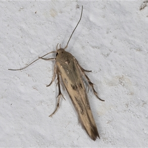 Stathmopoda hyposcia at Melba, ACT - 24 Sep 2024 09:40 PM