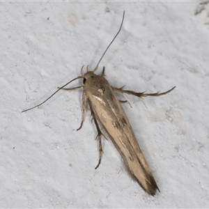 Stathmopoda hyposcia at Melba, ACT - 24 Sep 2024 09:40 PM