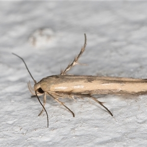 Stathmopoda hyposcia at Melba, ACT - 24 Sep 2024 09:40 PM