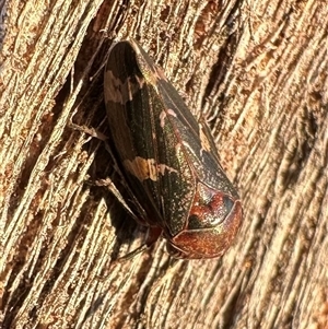 Eurymeloides adspersa at Ainslie, ACT - 23 Sep 2024 05:38 PM