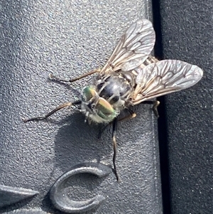 Dasybasis sp. (genus) at Yarralumla, ACT - 25 Sep 2024