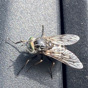 Dasybasis sp. (genus) at Yarralumla, ACT - 25 Sep 2024