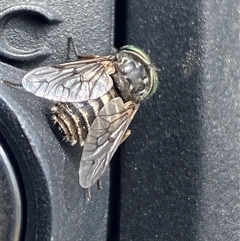 Dasybasis sp. (genus) at Yarralumla, ACT - 25 Sep 2024