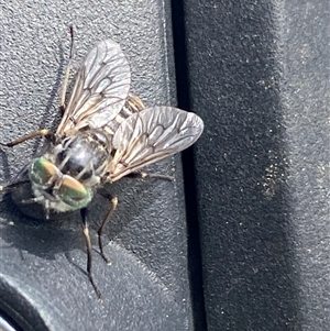 Dasybasis sp. (genus) at Yarralumla, ACT - 25 Sep 2024