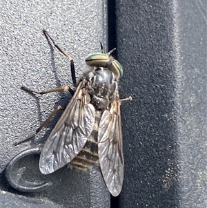 Dasybasis sp. (genus) at Yarralumla, ACT - 25 Sep 2024