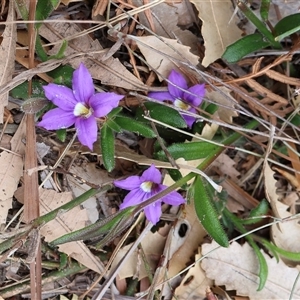 Scaevola ramosissima at Ulladulla, NSW - 14 Sep 2024