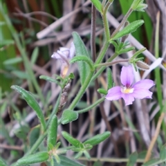 Scaevola ramosissima at Ulladulla, NSW - 14 Sep 2024