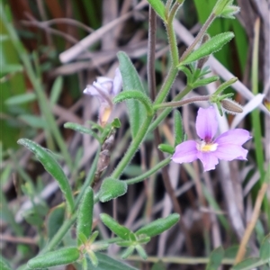 Scaevola ramosissima at Ulladulla, NSW - 14 Sep 2024 03:38 PM