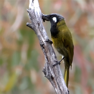 Nesoptilotis leucotis (White-eared Honeyeater) at Hackett, ACT - 25 Sep 2024 by jb2602