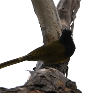 Nesoptilotis leucotis at Hackett, ACT - 25 Sep 2024 01:02 PM