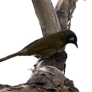 Nesoptilotis leucotis at Hackett, ACT - 25 Sep 2024 01:02 PM