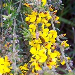 Aotus ericoides (common aotus) at Beaumaris, VIC - 6 Oct 1997 by JasonPStewartNMsnc2016