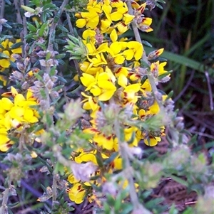 Aotus ericoides at Beaumaris, VIC - 6 Oct 1997