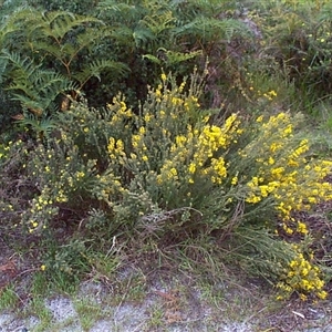 Aotus ericoides at Beaumaris, VIC - 6 Oct 1997