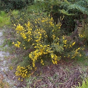 Aotus ericoides at Beaumaris, VIC - 6 Oct 1997