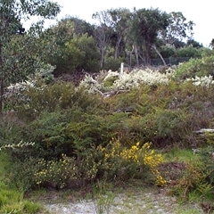 Aotus ericoides at Beaumaris, VIC - 6 Oct 1997