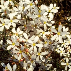 Ricinocarpos pinifolius (wedding bush) at Beaumaris, VIC - 6 Oct 1997 by JasonPStewartNMsnc2016