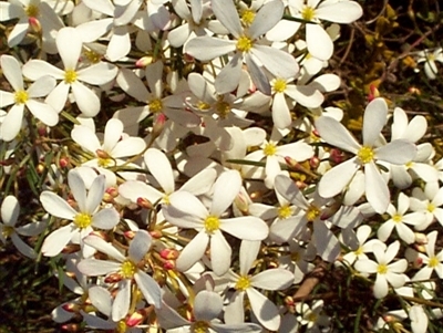 Ricinocarpos pinifolius (wedding bush) at Beaumaris, VIC - 5 Oct 1997 by JasonPStewartNMsnc2016