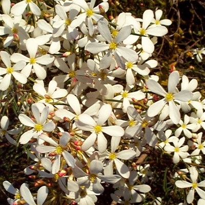 Ricinocarpos pinifolius (Wedding Bush) at Beaumaris, VIC - 5 Oct 1997 by Jase