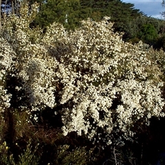 Ricinocarpos pinifolius at Beaumaris, VIC - 6 Oct 1997