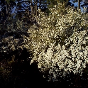 Ricinocarpos pinifolius at Beaumaris, VIC - 6 Oct 1997