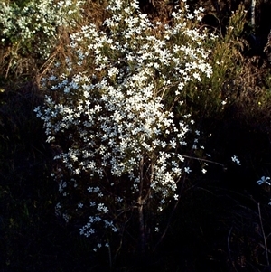 Ricinocarpos pinifolius at Beaumaris, VIC - 6 Oct 1997