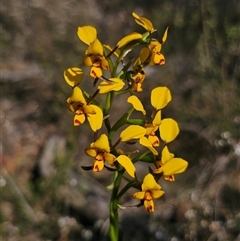 Diuris goonooensis at Parkes, NSW - 3 Sep 2024 by Csteele4