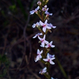 Stylidium graminifolium at Beaumaris, VIC - 6 Oct 1997 06:40 AM