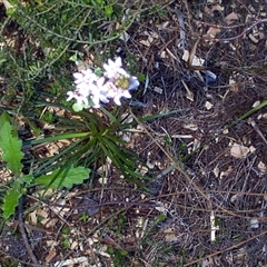 Stylidium graminifolium at Beaumaris, VIC - 6 Oct 1997