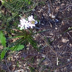 Stylidium graminifolium at Beaumaris, VIC - 6 Oct 1997 06:40 AM
