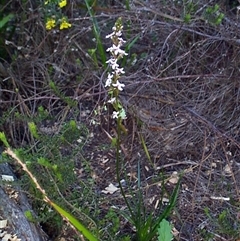 Stylidium graminifolium at Beaumaris, VIC - 6 Oct 1997