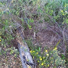 Stylidium graminifolium at Beaumaris, VIC - 6 Oct 1997 06:40 AM