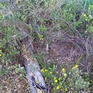 Stylidium graminifolium at Beaumaris, VIC - 6 Oct 1997 06:40 AM
