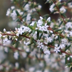 Styphelia ericoides (Pink Beard-Heath) at Ulladulla, NSW - 14 Sep 2024 by Clarel