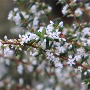 Styphelia ericoides at Ulladulla, NSW - 14 Sep 2024 03:40 PM