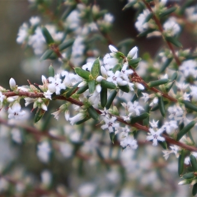 Leucopogon ericoides at Ulladulla, NSW - 14 Sep 2024 by Clarel