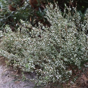 Styphelia ericoides at Ulladulla, NSW - 14 Sep 2024 03:40 PM