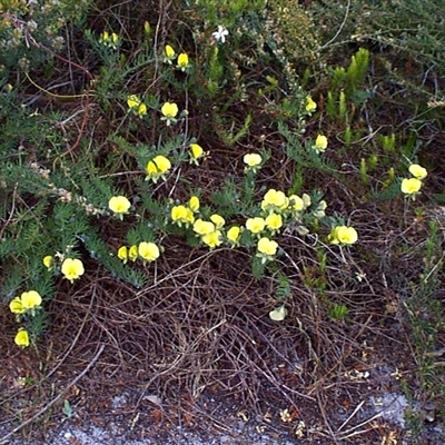 Gompholobium huegelii (Pale Wedge Pea) at Beaumaris, VIC - 7 Nov 1997 by Jase