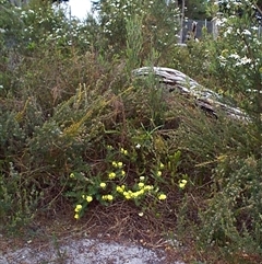 Gompholobium huegelii at Beaumaris, VIC - 8 Nov 1997