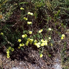 Gompholobium huegelii (pale wedge–pea) at Beaumaris, VIC - 10 Nov 1997 by JasonPStewartNMsnc2016