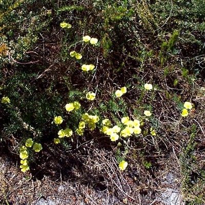 Gompholobium huegelii (pale wedge–pea) at Beaumaris, VIC - 10 Nov 1997 by JasonPStewartNMsnc2016