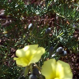 Gompholobium huegelii at Beaumaris, VIC - 10 Nov 1997