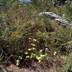 Gompholobium huegelii at Beaumaris, VIC - 10 Nov 1997