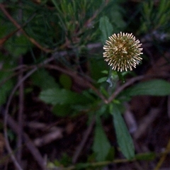 Euchiton sphaericus (Star Cudweed) at Beaumaris, VIC - 7 Nov 1997 by Jase