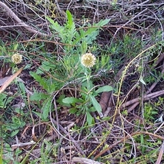 Euchiton sphaericus at Beaumaris, VIC - 8 Nov 1997