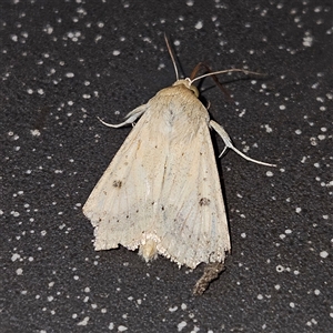 Helicoverpa (genus) at Bungendore, NSW - 25 Sep 2024